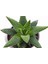 Haworthia Pumila 15 Adet 2