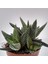 Haworthia Pumila 15 Adet 3