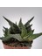 Haworthia Pumila 15 Adet 4