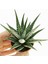 Haworthia Fasciata Zebra 15 Adet 1
