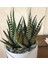 Haworthia Fasciata Zebra 15 Adet 4