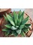 Haworthia Pumila 5 Adet 5