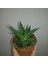 Haworthia Limifolia 10 Adet 1
