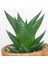 Haworthia Limifolia 10 Adet 2