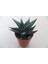 Haworthia Limifolia 10 Adet 3