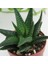 Haworthia Limifolia 10 Adet 4