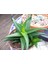 Haworthia Pentagona 15 Adet 2