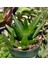 Haworthia Pentagona 15 Adet 3