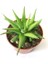 Haworthia Rigida 15 Adet 1