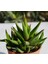 Haworthia Rigida 15 Adet 2
