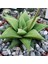 Haworthia Rigida 15 Adet 3