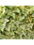 Alacalı Hedera Orman Sarmaşığı 100 150 Cm 3 Adet 1