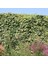 Alacalı Hedera Orman Sarmaşığı 100 150 Cm 3 Adet 4