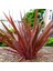 Phormıum Tenax Atropurpureum Kırmızı Yeni Zelanda Keteni 10 Adet 1