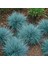 Mavi Çim (Festuca Glauca) 10 Adet 4