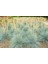 Mavi Çim (Festuca Glauca) 10 Adet 5