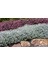 Zeytin Çalısı - Teucrium Fruticans 10'lu Set - Dekoratif Peyzaj 1