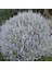 Zeytin Çalısı - Teucrium Fruticans 10'lu Set - Dekoratif Peyzaj 2