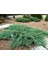 Yayılıcı Ardıç – Juniperus Horizontalis - Yer Örtücü Bitki 10 Ade 1