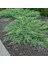 Yayılıcı Ardıç – Juniperus Horizontalis - Yer Örtücü Bitki 10 Ade 2
