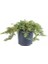 Yayılıcı Ardıç – Juniperus Horizontalis - Yer Örtücü Bitki 10 Ade 3