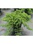 Yayılıcı Ardıç – Juniperus Horizontalis - Yer Örtücü Bitki 10 Ade 4