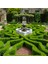 Şimşir Çit Bitkisi Buxus Sempervirens Rotundifolia 1