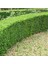 Şimşir Çit Bitkisi Buxus Sempervirens Rotundifolia 2
