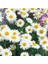 Kır Papatyası Aster Alpinus – Karışık Renklerde 5 Adet 3