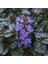Ajuga Bitkisi – Mayasıl Otu 20 Adet 1
