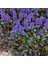 Ajuga Bitkisi – Mayasıl Otu 20 Adet 2