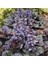 Ajuga Bitkisi – Mayasıl Otu 20 Adet 4