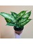 Dieffenbachia Compacta - 20-30 cm 2 Adet 5