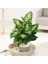 Dieffenbachia Compacta - 20-30 cm 5 Adet 1