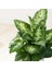 Dieffenbachia Compacta - 20-30 cm 5 Adet 2