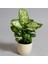 Dieffenbachia Compacta - 20-30 cm 5 Adet 3
