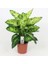 Dieffenbachia Compacta - 20-30 cm 5 Adet 4