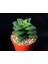 Crassula Springtime 10 Adet 1