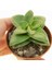 Crassula Springtime 10 Adet 3