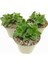 Crassula Springtime 10 Adet 4