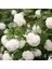Viburnum Opulus – Yaz Kartopu Bitkisi 5 Adet 2