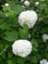 Viburnum Opulus – Yaz Kartopu Bitkisi 5 Adet 3
