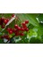Viburnum Opulus – Yaz Kartopu Bitkisi 5 Adet 4