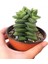 Crassula Springtime 20 Adet 2