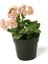Crassula Springtime 20 Adet 5