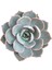 Echeveria Morning Beauty – Sabah Güzeli Sukulent 20 Adet 1