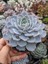 Echeveria Morning Beauty – Sabah Güzeli Sukulent 20 Adet 2