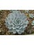 Echeveria Morning Beauty – Sabah Güzeli Sukulent 20 Adet 5