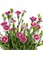 Çin Karanfili – Dianthus Sinensis – Pembe 10 Adet 1