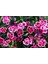 Çin Karanfili – Dianthus Sinensis – Pembe 10 Adet 2
